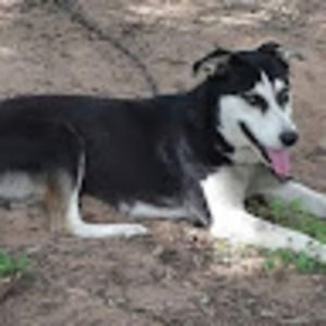 Meet your Posher, Barbara